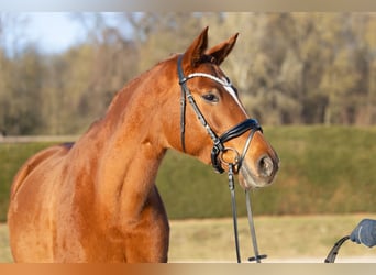 Trakehner, Stute, 8 Jahre, 171 cm, Fuchs