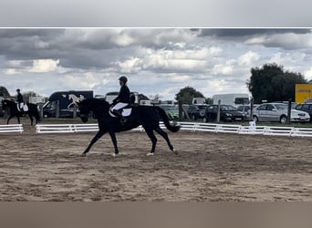 Trakehner, Stute, 8 Jahre, 171 cm, Rappe