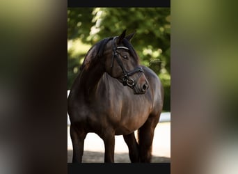Trakehner, Stute, 8 Jahre, 172 cm, Schwarzbrauner