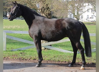 Trakehner, Stute, 8 Jahre, 172 cm, Schwarzbrauner