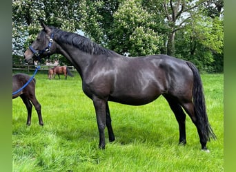 Trakehner, Stute, 8 Jahre, 172 cm, Schwarzbrauner