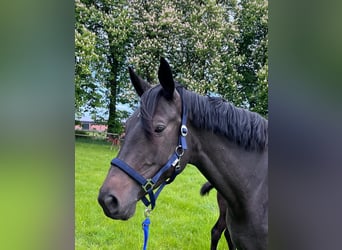 Trakehner, Stute, 8 Jahre, 172 cm, Schwarzbrauner