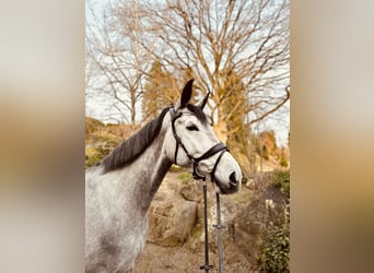 Trakehner, Stute, 8 Jahre, 175 cm, Schimmel