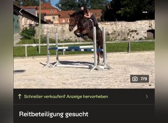 Trakehner, Stute, 9 Jahre, 155 cm, Brauner