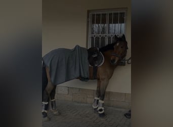 Trakehner, Stute, 9 Jahre, 155 cm, Brauner