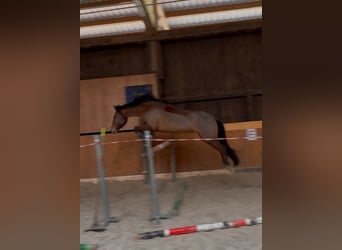 Trakehner, Stute, 9 Jahre, 155 cm, Brauner