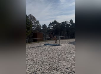 Trakehner, Stute, 9 Jahre, 155 cm, Brauner