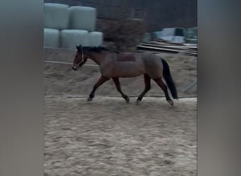 Trakehner, Stute, 9 Jahre, 155 cm, Brauner