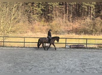 Trakehner, Stute, 9 Jahre, 155 cm, Brauner