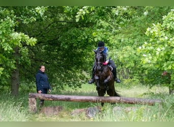 Trakehner, Stute, 9 Jahre, 162 cm, Rappe