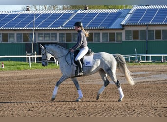 Trakehner, Stute, 9 Jahre, 164 cm, Schimmel