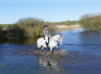 Trakehner, Stute, 9 Jahre, 164 cm, Schimmel