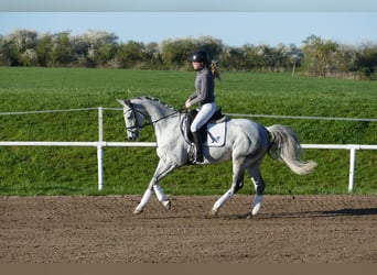 Trakehner, Stute, 9 Jahre, 164 cm, Schimmel