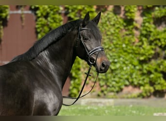 Trakehner, Stute, 9 Jahre, 165 cm, Schwarzbrauner