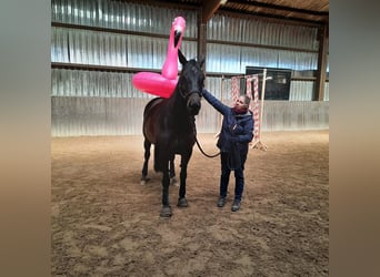 Trakehner, Stute, 9 Jahre, 166 cm, Schwarzbrauner