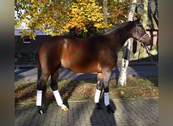 Trakehner, Stute, 9 Jahre, 167 cm, Brauner