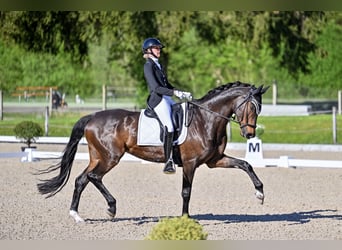 Trakehner, Stute, 9 Jahre, 168 cm, Dunkelbrauner