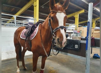 Trakehner, Stute, 9 Jahre, 168 cm, Fuchs