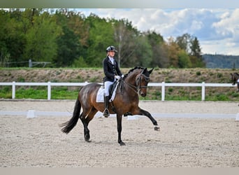 Trakehner, Stute, 9 Jahre, 169 cm, Dunkelbrauner