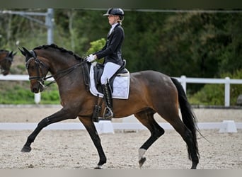 Trakehner, Stute, 9 Jahre, 169 cm, Dunkelbrauner