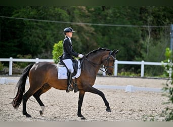 Trakehner, Stute, 9 Jahre, 169 cm, Dunkelbrauner