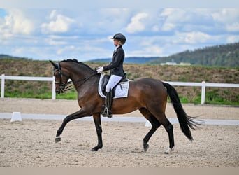 Trakehner, Stute, 9 Jahre, 169 cm, Dunkelbrauner