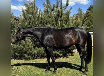 Trakehner, Stute, 9 Jahre, 169 cm, Dunkelbrauner