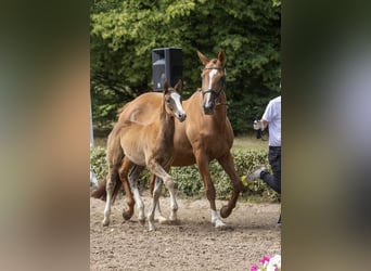 Trakehner, Stute, 9 Jahre, 173 cm, Fuchs