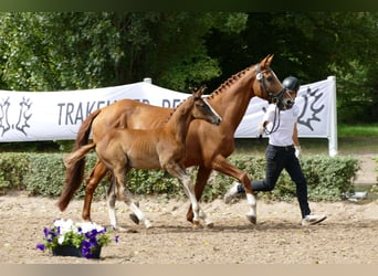 Trakehner, Stute, 9 Jahre, 173 cm, Fuchs
