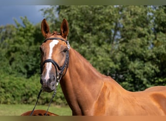 Trakehner, Stute, 9 Jahre, 173 cm, Fuchs