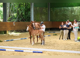 Trakehner, Stute, , 165 cm, Fuchs