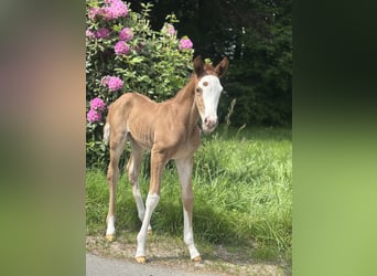 Trakehner, Stute, , 165 cm, Fuchs