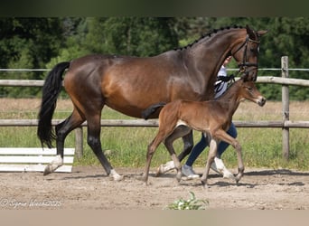 Trakehner, Stute, , 168 cm, Brauner