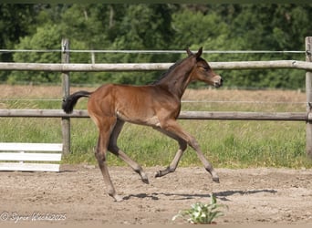 Trakehner, Stute, , 168 cm, Brauner