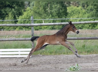 Trakehner, Stute, , 168 cm, Brauner