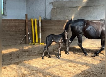 Trakehner, Stute, , 169 cm, Rappe