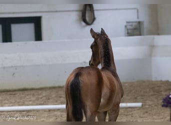 Trakehner, Stute, , 170 cm, Brauner