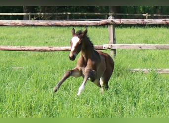 Trakehner, Stute, , 170 cm, Brauner
