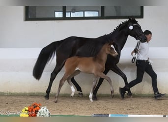 Trakehner, Stute, , 170 cm, Brauner