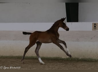 Trakehner, Stute, , 170 cm, Brauner