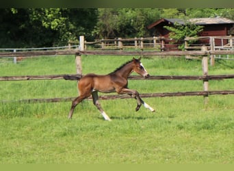 Trakehner, Stute, , 170 cm, Brauner