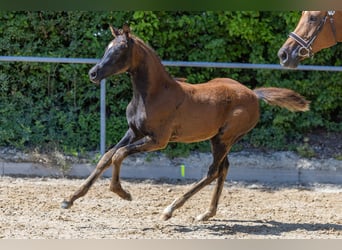 Trakehner, Stute, Fohlen (03/2025), 170 cm, Dunkelfuchs