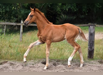 Trakehner, Stute, , 170 cm, Fuchs