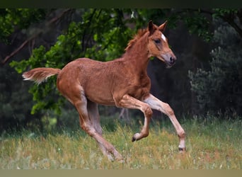 Trakehner, Stute, , 170 cm, Fuchs