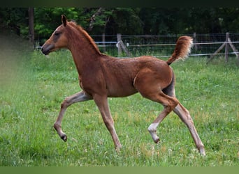 Trakehner, Stute, , 170 cm, Fuchs