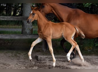 Trakehner, Stute, , 170 cm, Fuchs