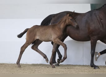 Trakehner, Stute, Fohlen (04/2026), 170 cm, Schwarzbrauner