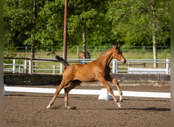 Trakehner, Stute, Fohlen (03/2026), Brauner