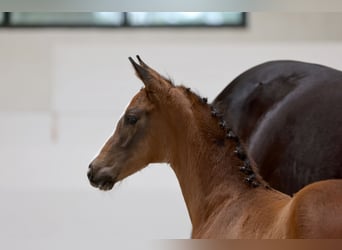 Trakehner, Stute, Fohlen (04/2026), Brauner