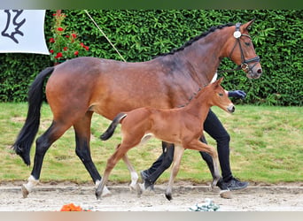 Trakehner, Stute, Fohlen (05/2026), Brauner